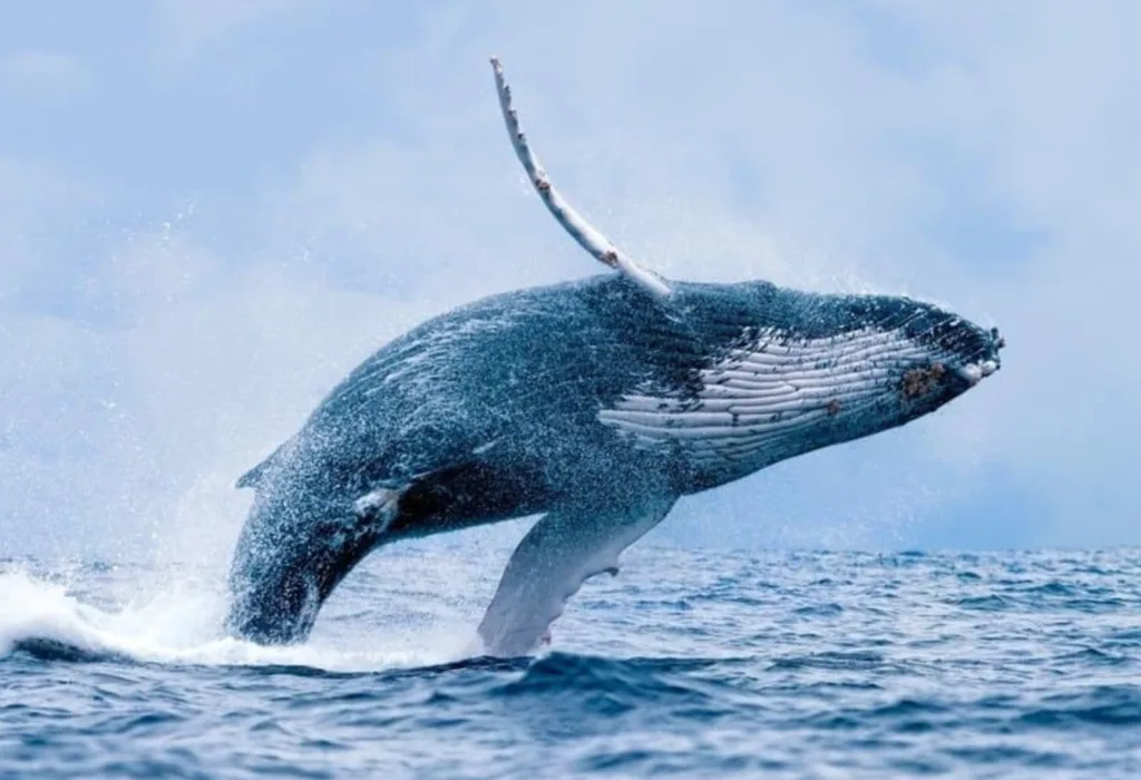 humpback whale - this is how important alt text is for web accessibility